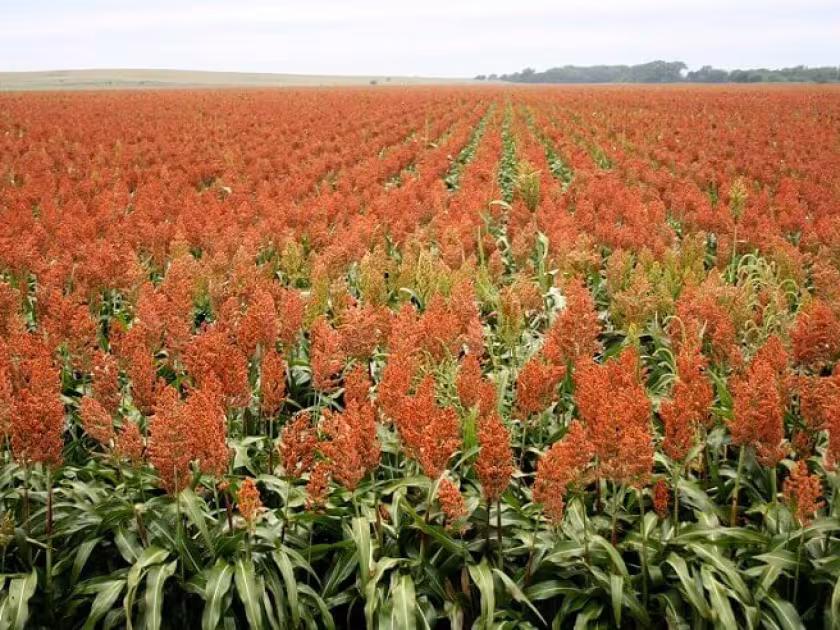 Sorghum hybrids