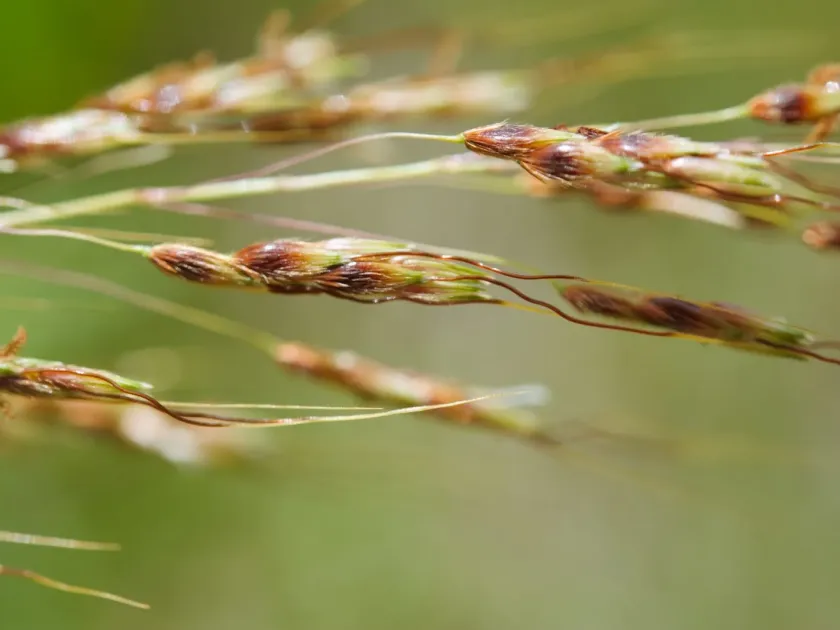 Sorghum nitidum
