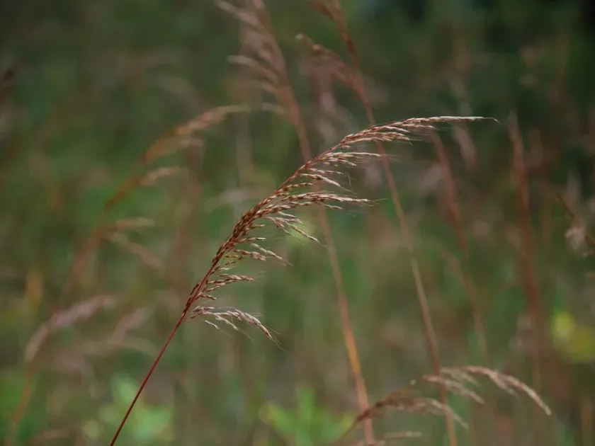 Sorghastrum bipennatum