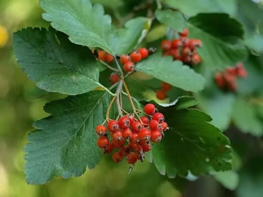 Рябина промежуточная