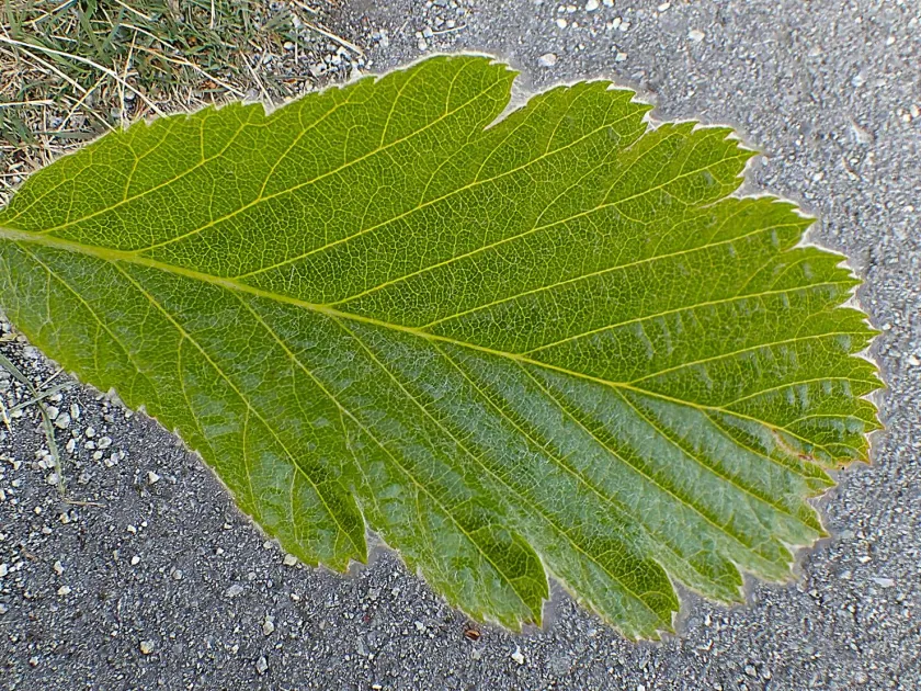 Mougeot's whitebeam
