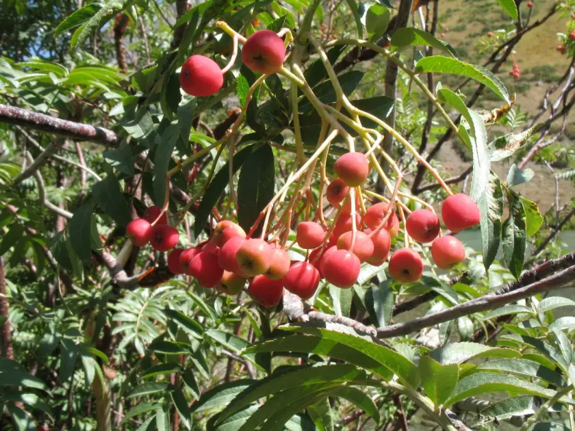 Tian Shan mountain ash