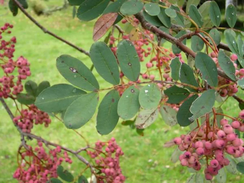 Wilson mountain ash