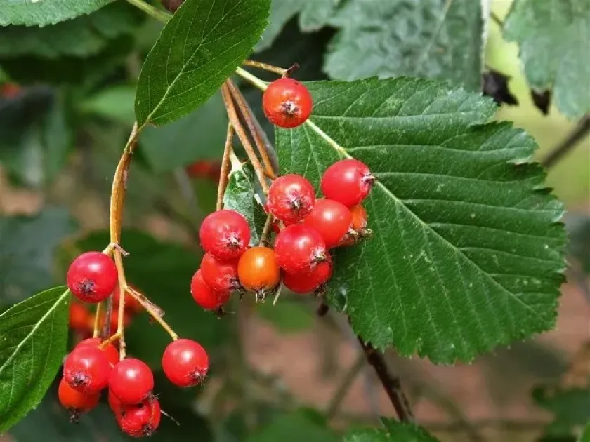 Zahlbruckner's whitebeam