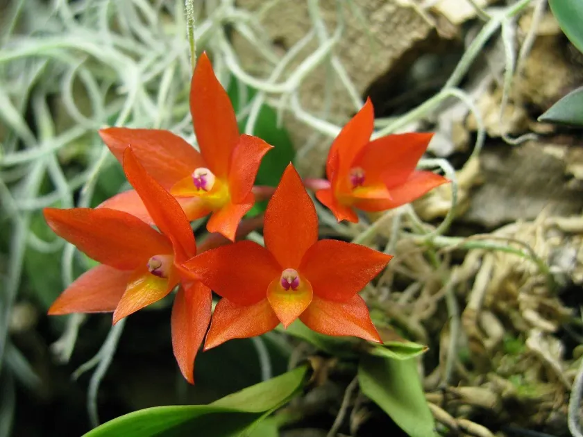 Sophronitis coccinea