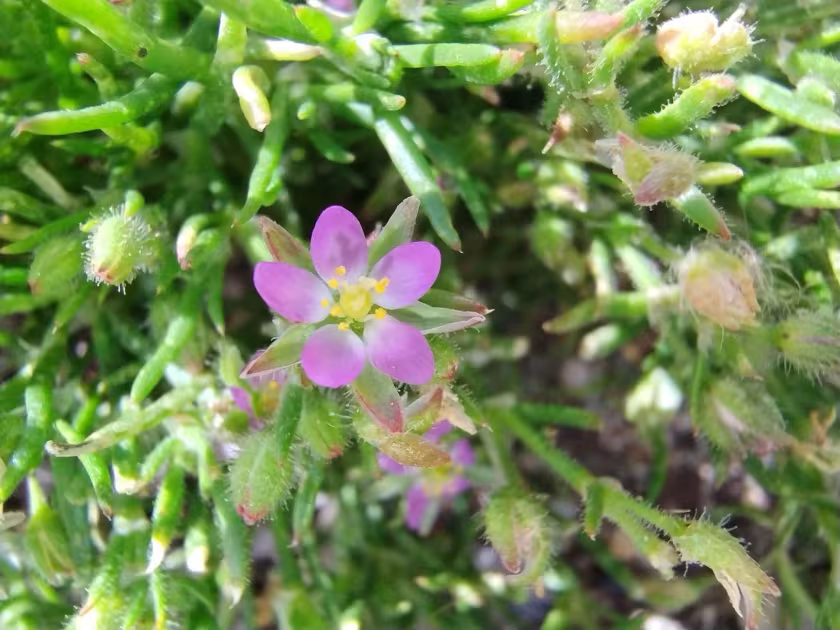 Boccone's sandspurry