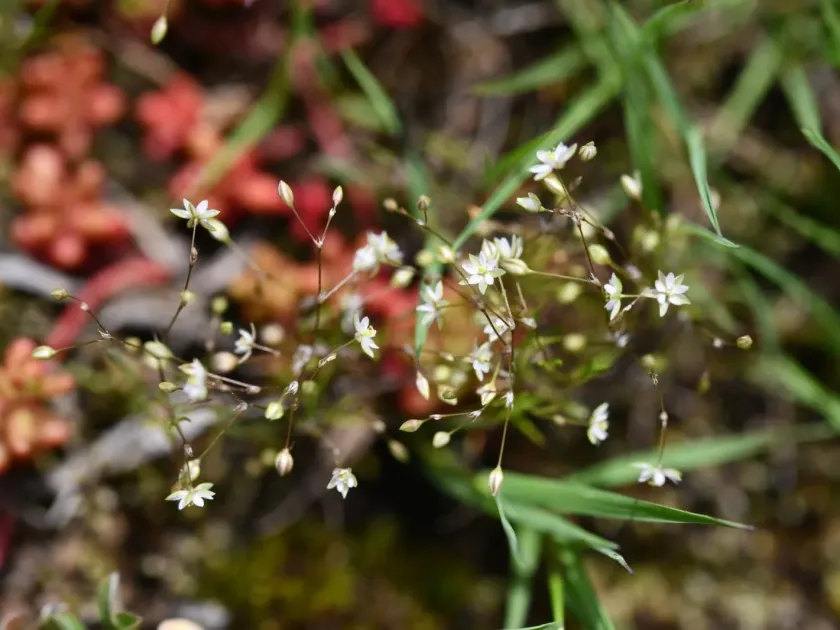 Corn spurrey