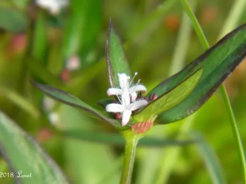 Spermacoce saxicola