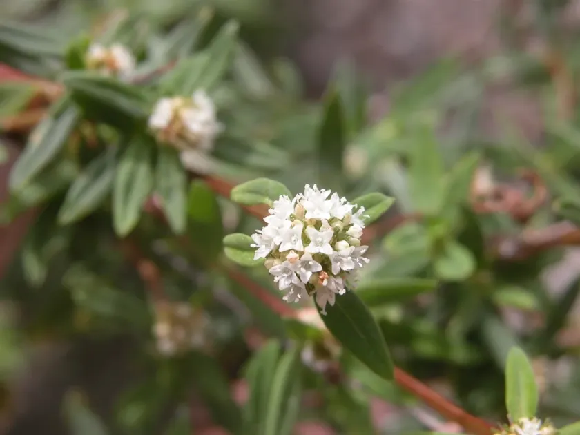 Slender false buttonweed