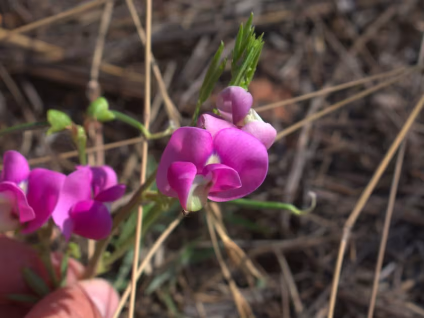 Sphenostylis angustifolia