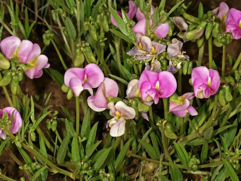 Sphenostylis stenocarpa