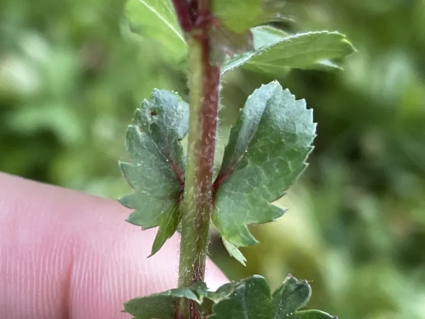 Fan-leaved hawthorn