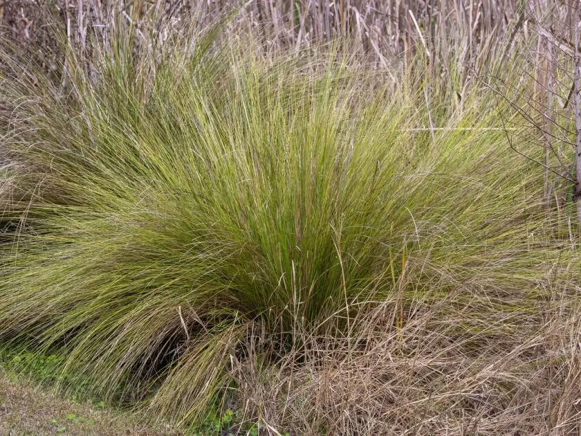 Spartina bakeri