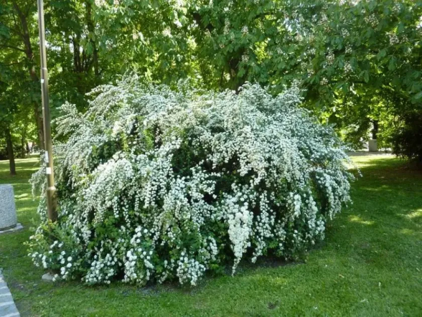 Spiraea multiflora