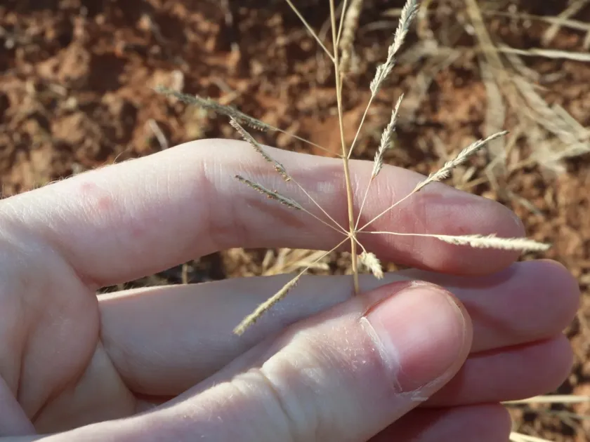 Ray-branched dropseed