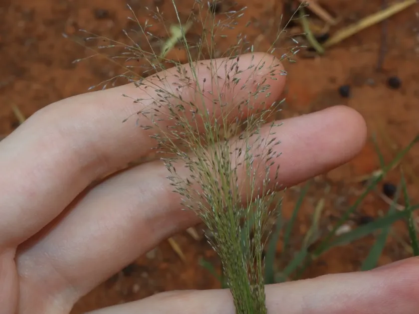 Fairy grass