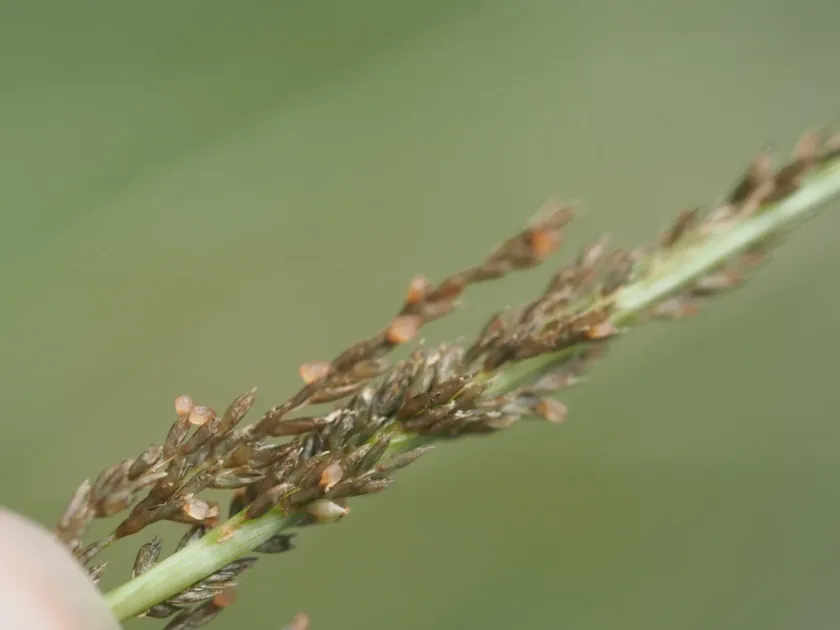 Sporobolus elongatus