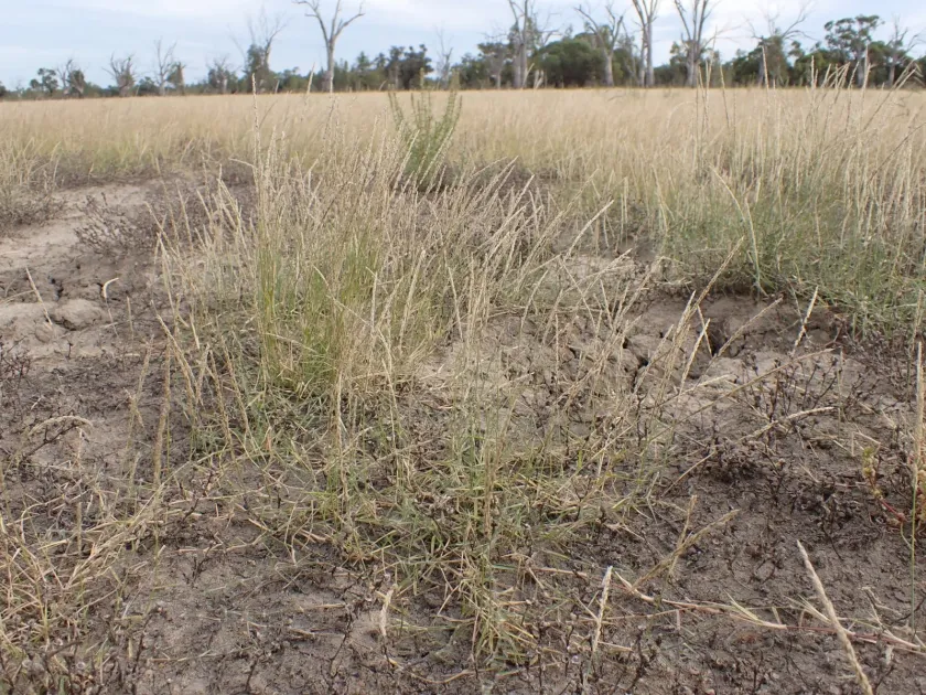 Mitchell grass