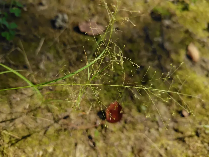 Sporobolus tenuissimus
