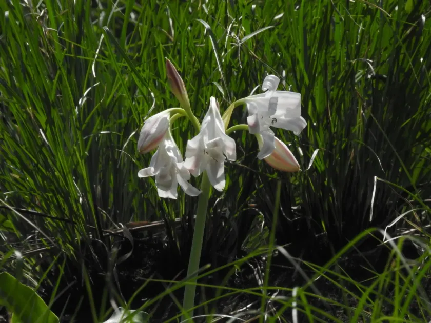 Crinum latifolium