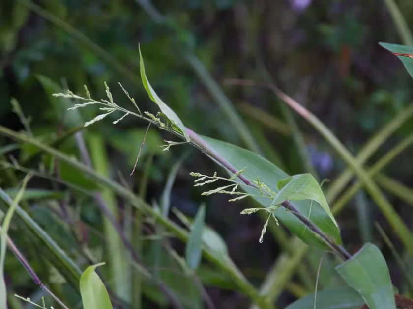 Streptostachys asperifolia