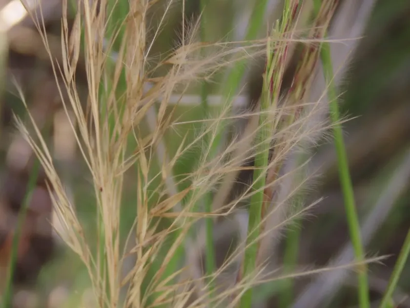 Feather-bristle needle grass