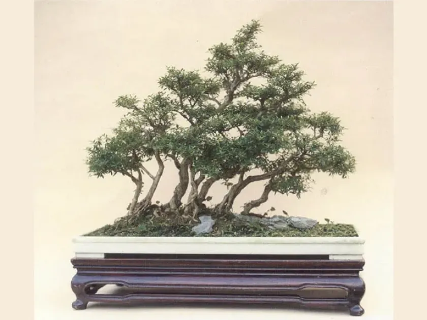 Serissa japonica