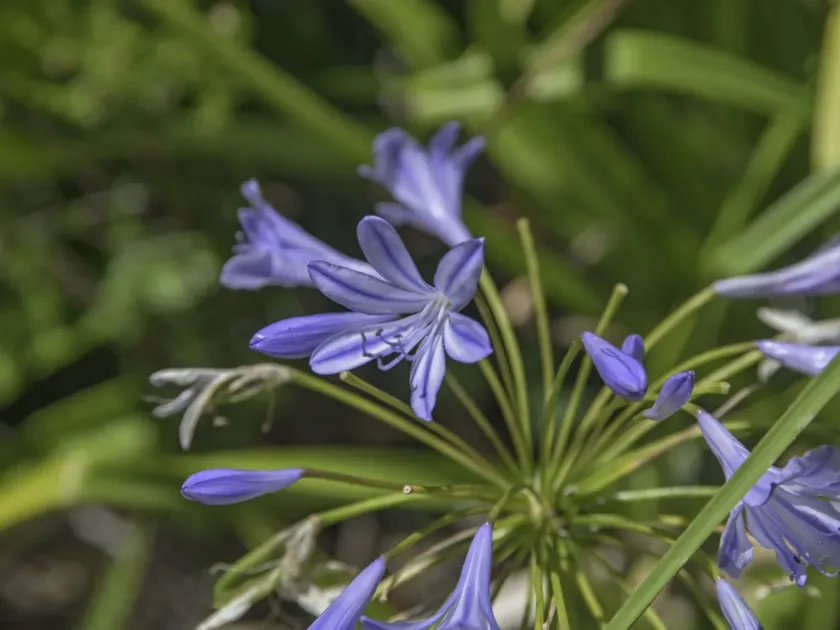 African lily