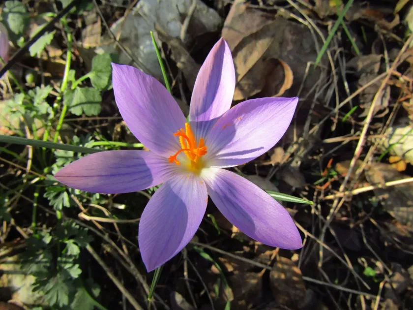 Etruscan crocus