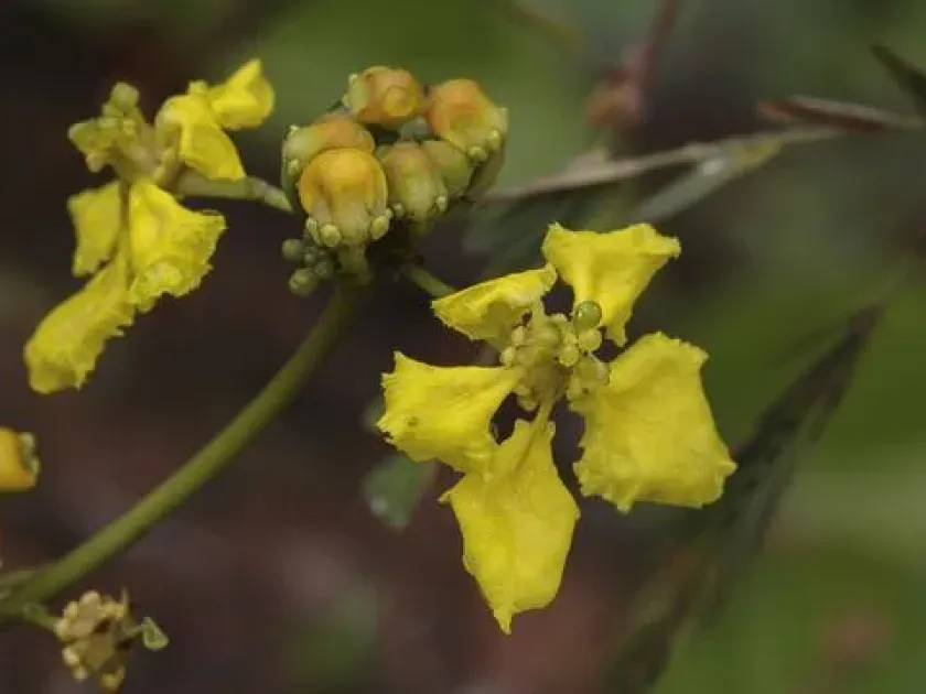 Stigmaphyllon convolvulifolium