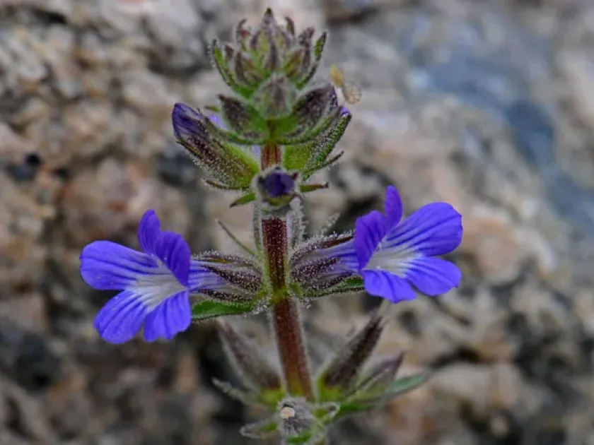 Stemodia durantifolia