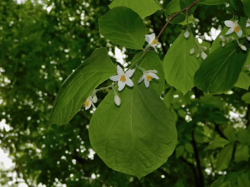 Bigleaf snowbell