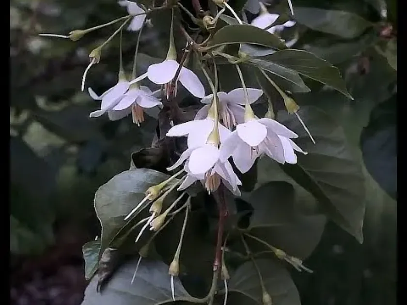 Styrax shiraianus