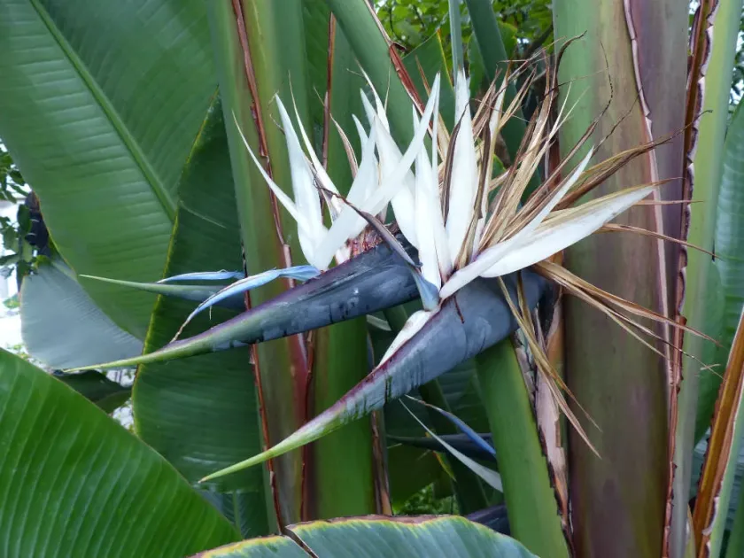 White Bird of Paradise