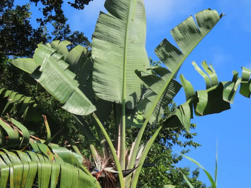 Giant White Bird of Paradise