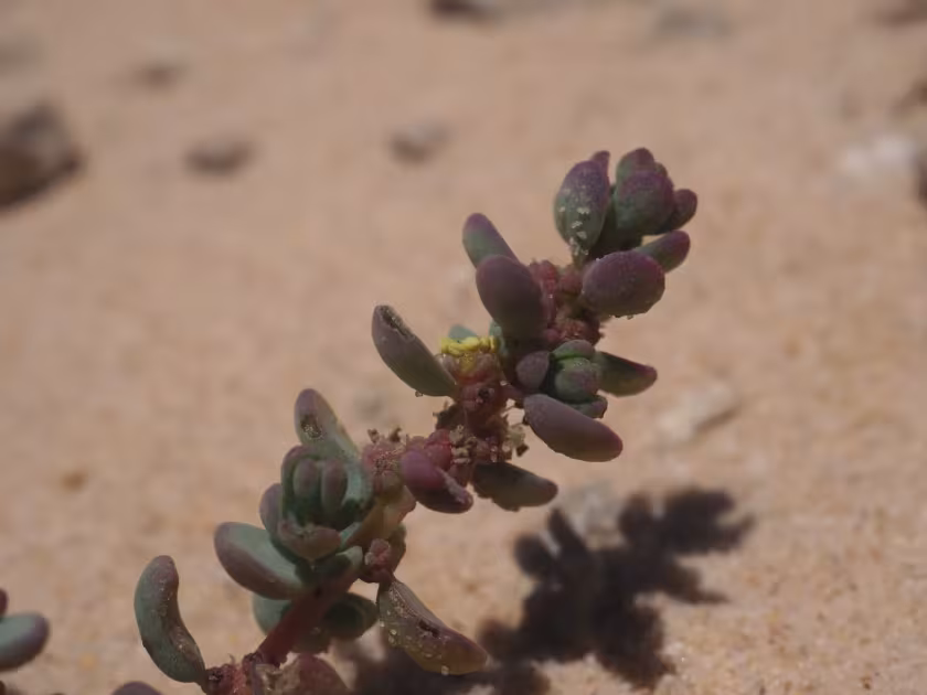 Suaeda vermiculata