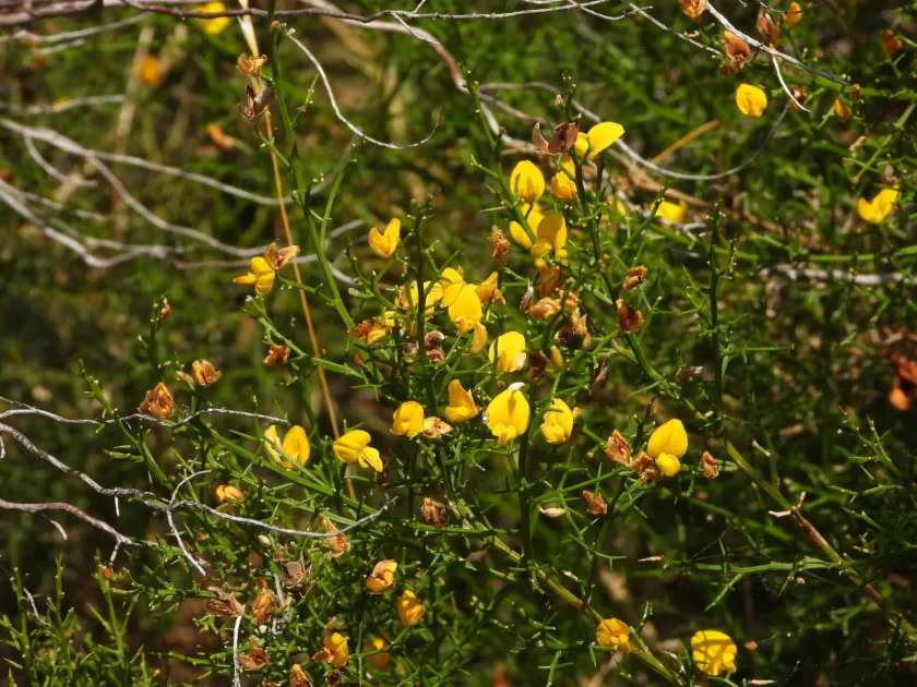 Stauracanthus boivinii
