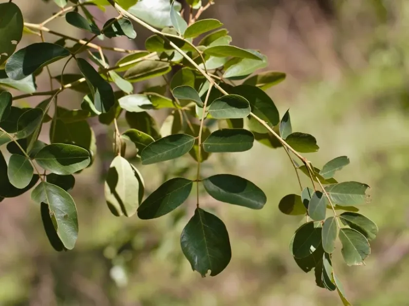 Bobgunnia madagascariensis