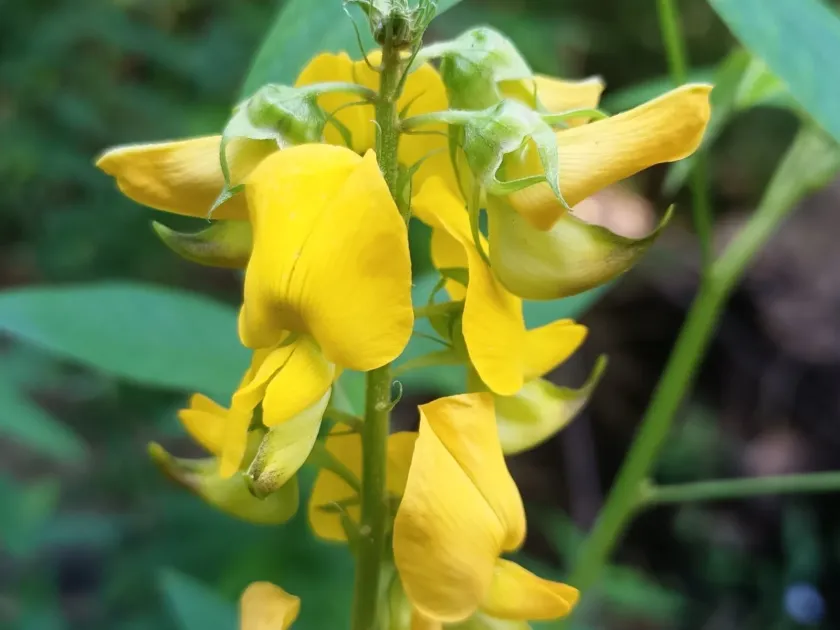 Crotalaria micans