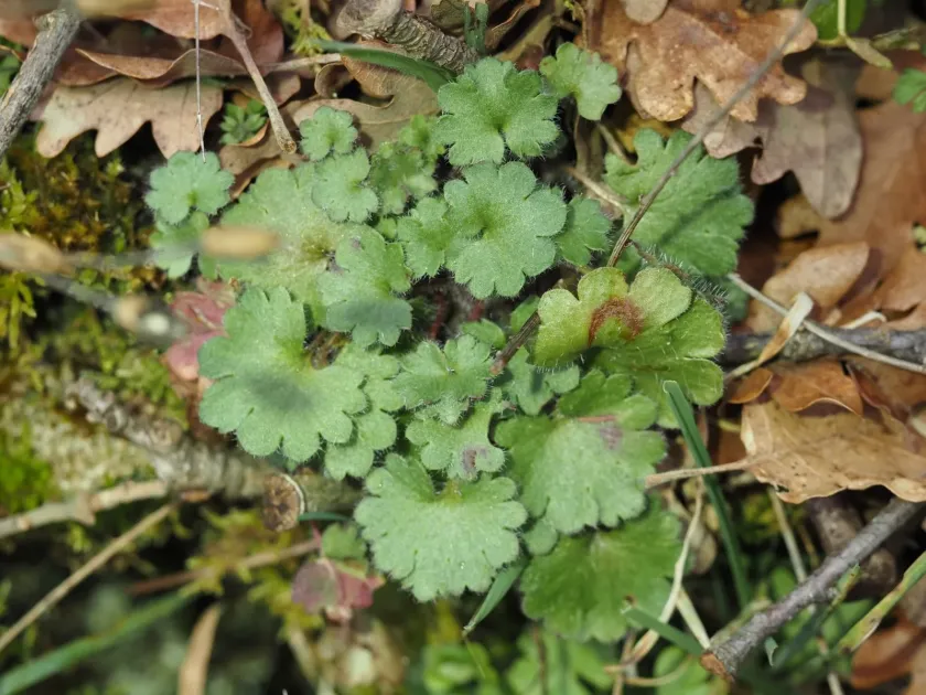 Meadow saxifrage