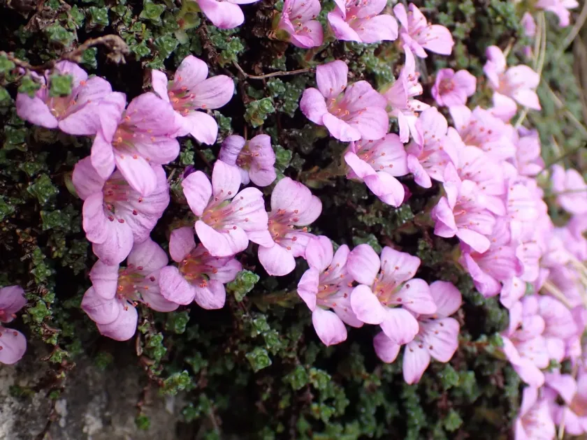 Purple mountain saxifrage