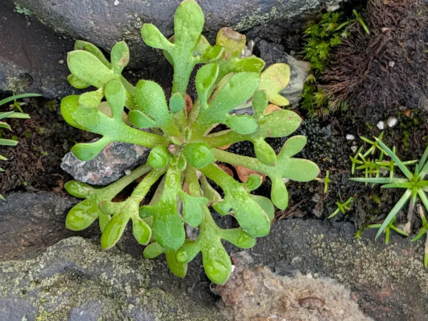Rue-leaved saxifrage