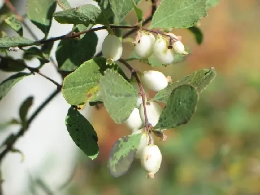 Mountain snowberry