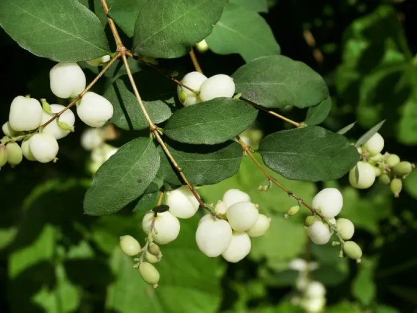 Chinese snowberry