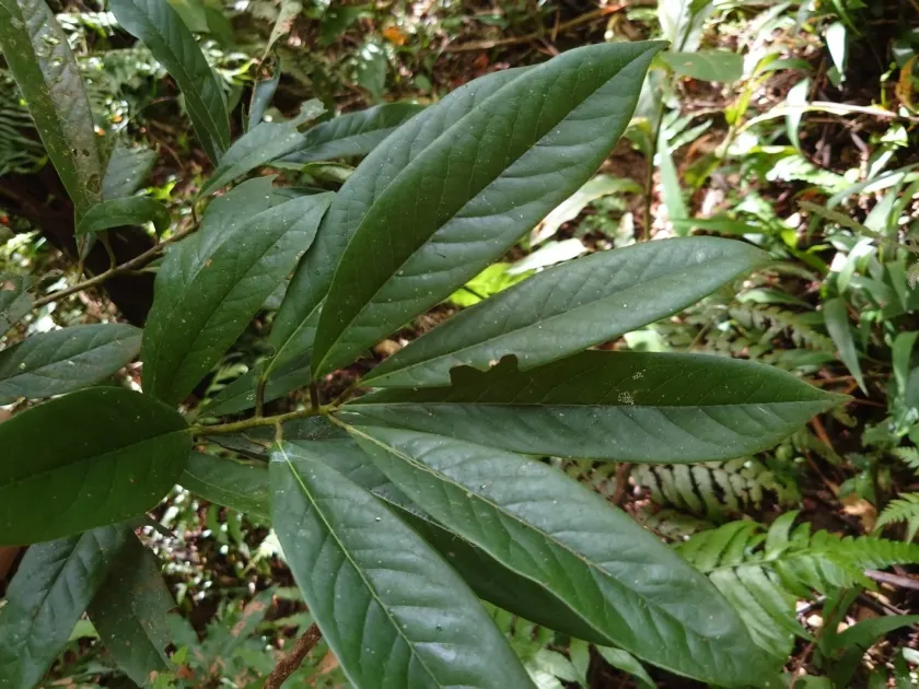 Symplocos glauca