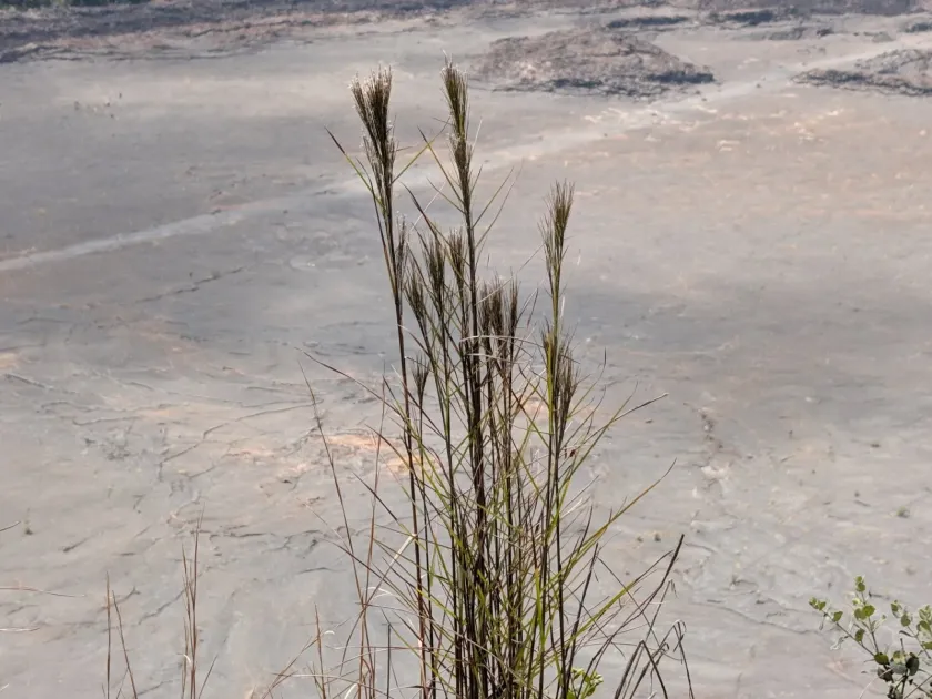Schizachyrium paniculatum