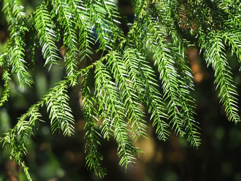 Taiwania