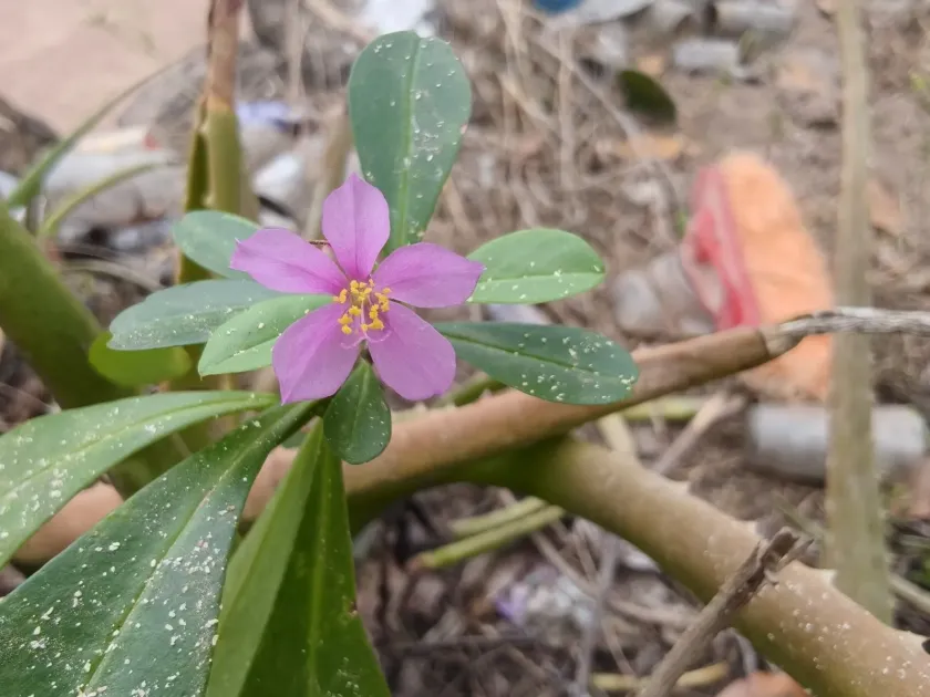Waterleaf