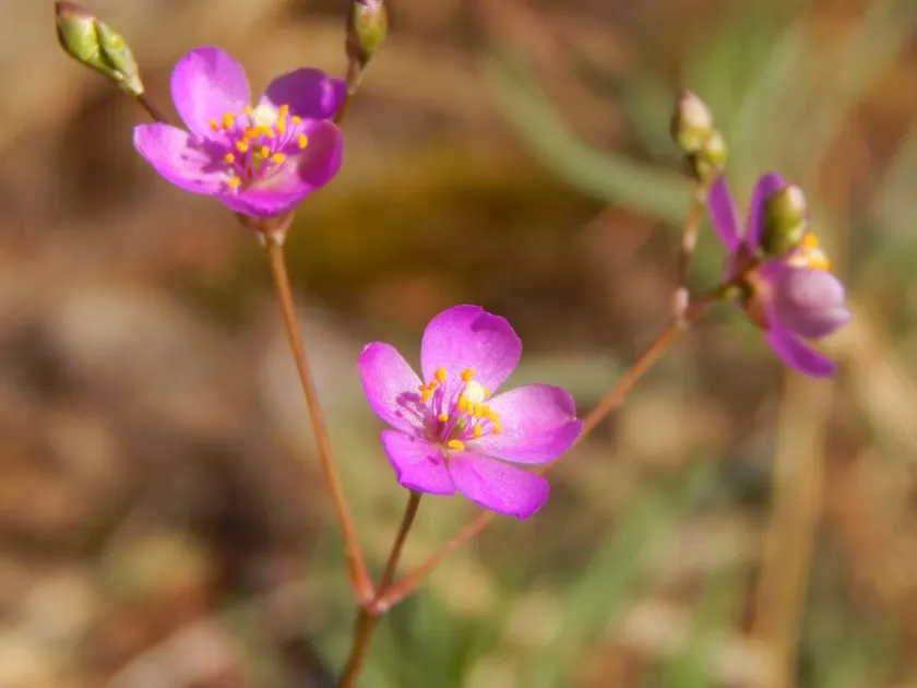 Phemeranthus teretifolius