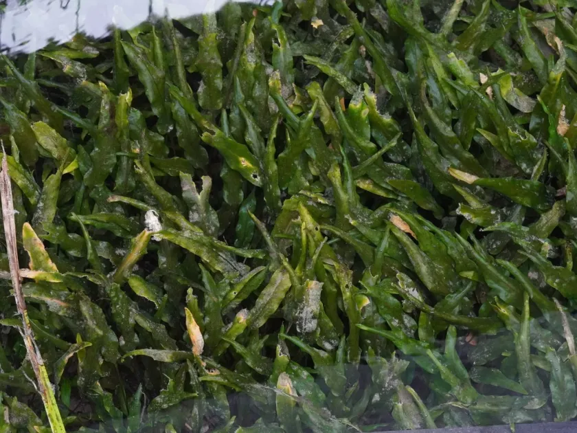 Cryptocoryne wendtii